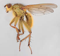 Image of Scathophaga stercoraria (Linnaeus 1758)