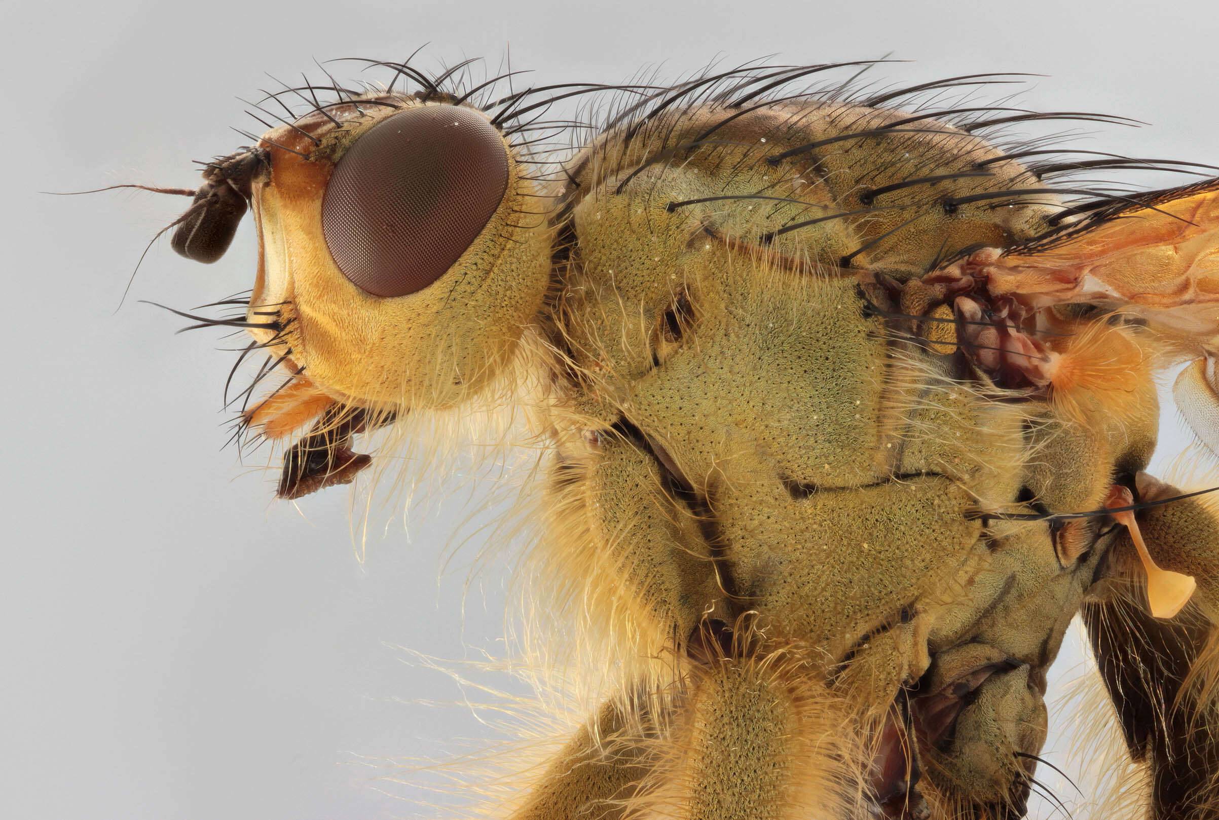 Слика од Scathophaga stercoraria (Linnaeus 1758)