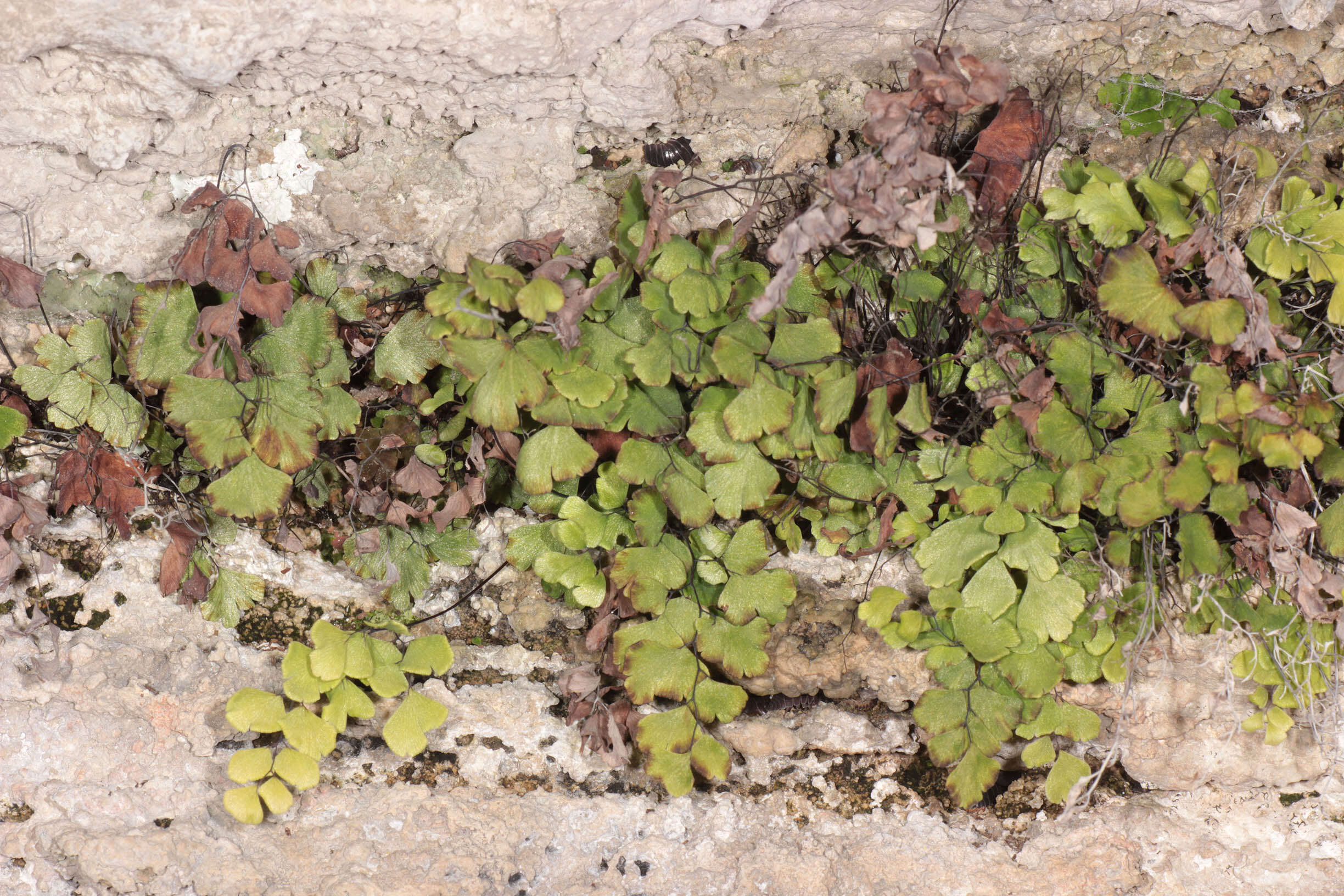 Image of Maidenhair Fern