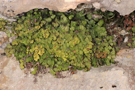 Image of Maidenhair Fern