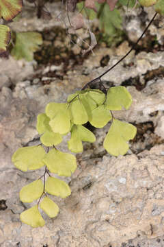 Image of Maidenhair Fern