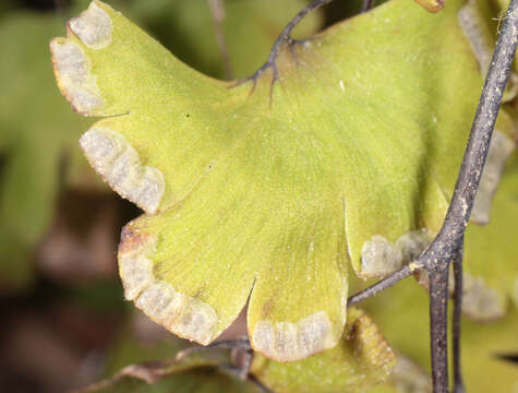 Image of Maidenhair Fern