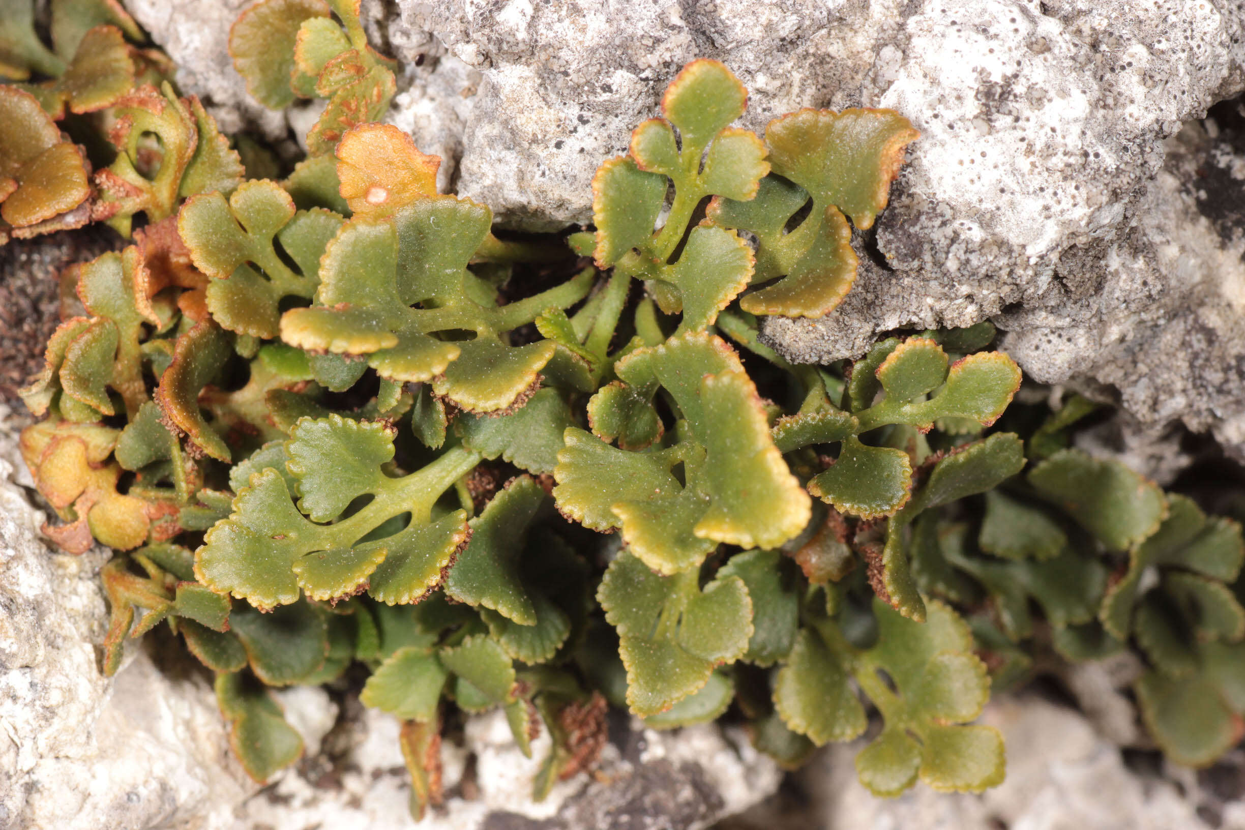 Image of Asplenium ceterach subsp. ceterach