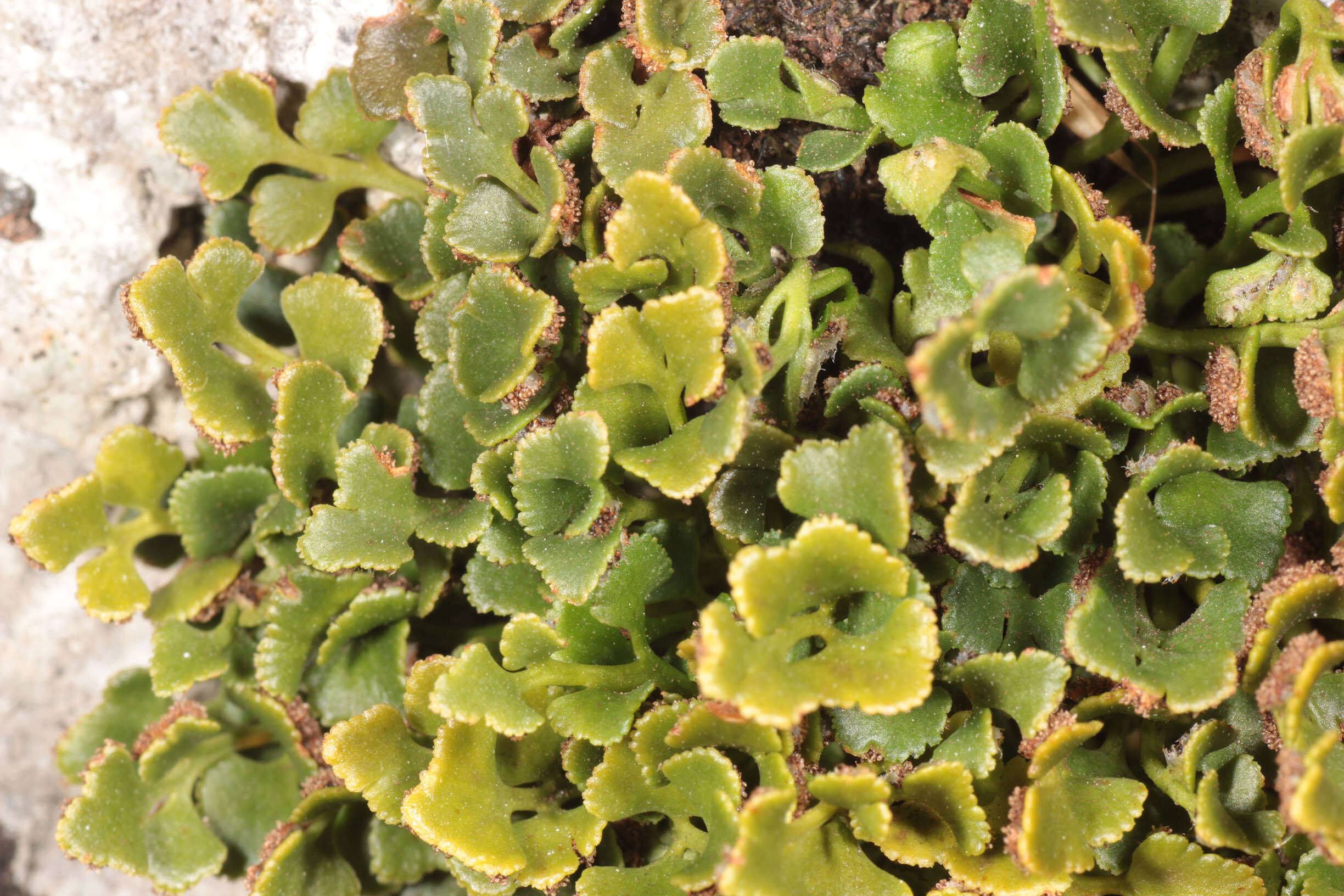 Image of Asplenium ceterach subsp. ceterach