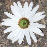 Image of Leucanthemum lacustre × Leucanthemum maximum