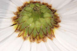 Image of Leucanthemum lacustre × Leucanthemum maximum