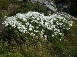 Image of Leucanthemum lacustre × Leucanthemum maximum