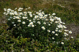 Image of Leucanthemum lacustre × Leucanthemum maximum