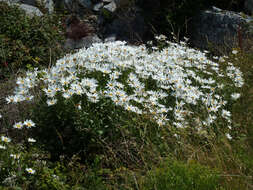 Image of Leucanthemum lacustre × Leucanthemum maximum