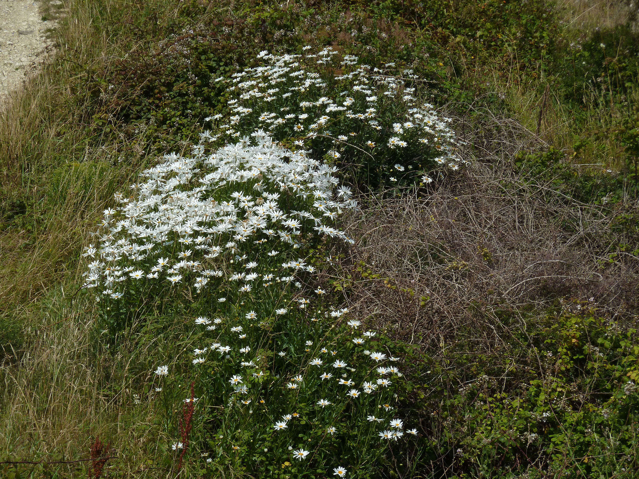 Image of Leucanthemum lacustre × Leucanthemum maximum