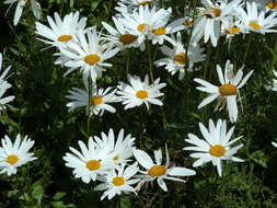 Image of Leucanthemum lacustre × Leucanthemum maximum