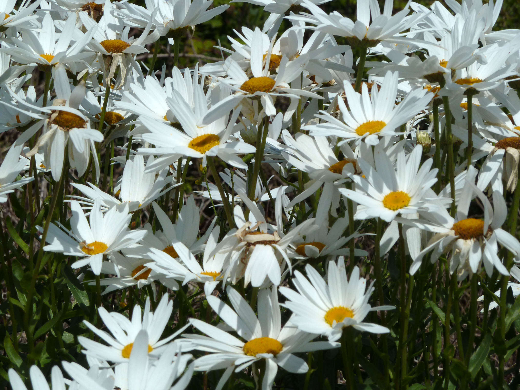 Image of Leucanthemum lacustre × Leucanthemum maximum