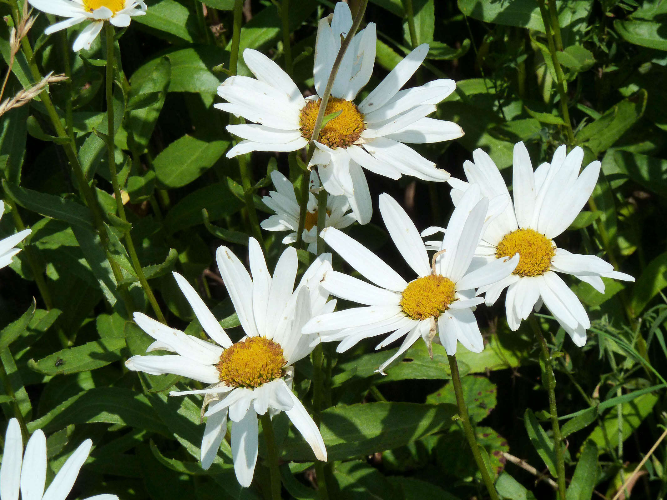 Image of Leucanthemum lacustre × Leucanthemum maximum