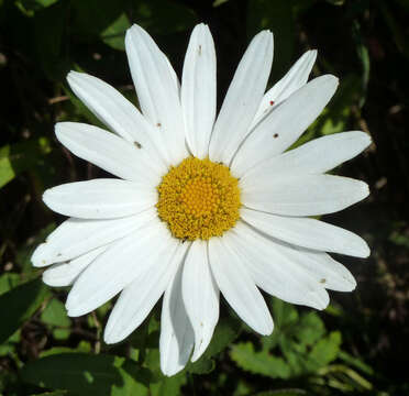 Image of Leucanthemum lacustre × Leucanthemum maximum