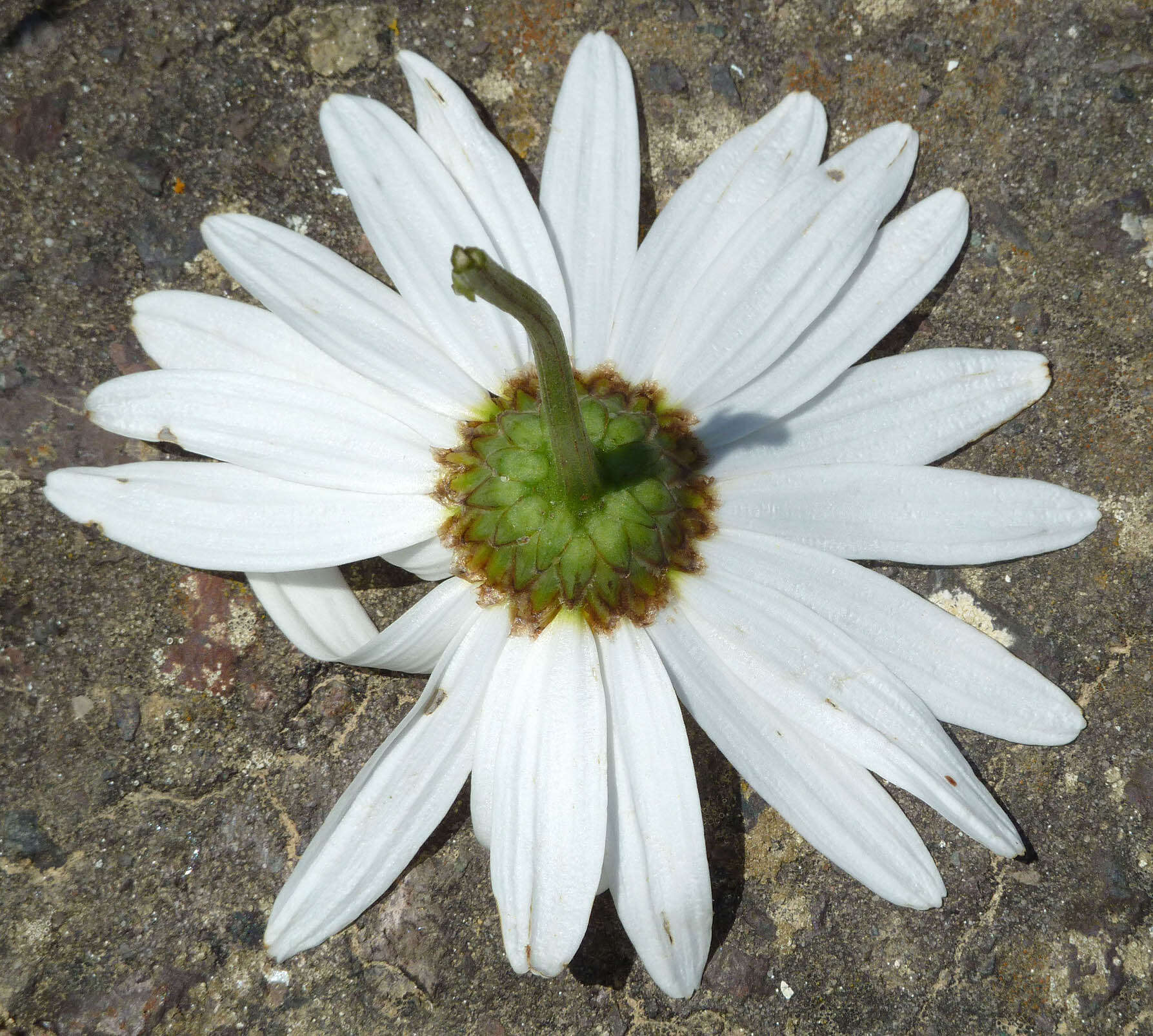 Image of Leucanthemum lacustre × Leucanthemum maximum