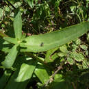 Image of Leucanthemum lacustre × Leucanthemum maximum