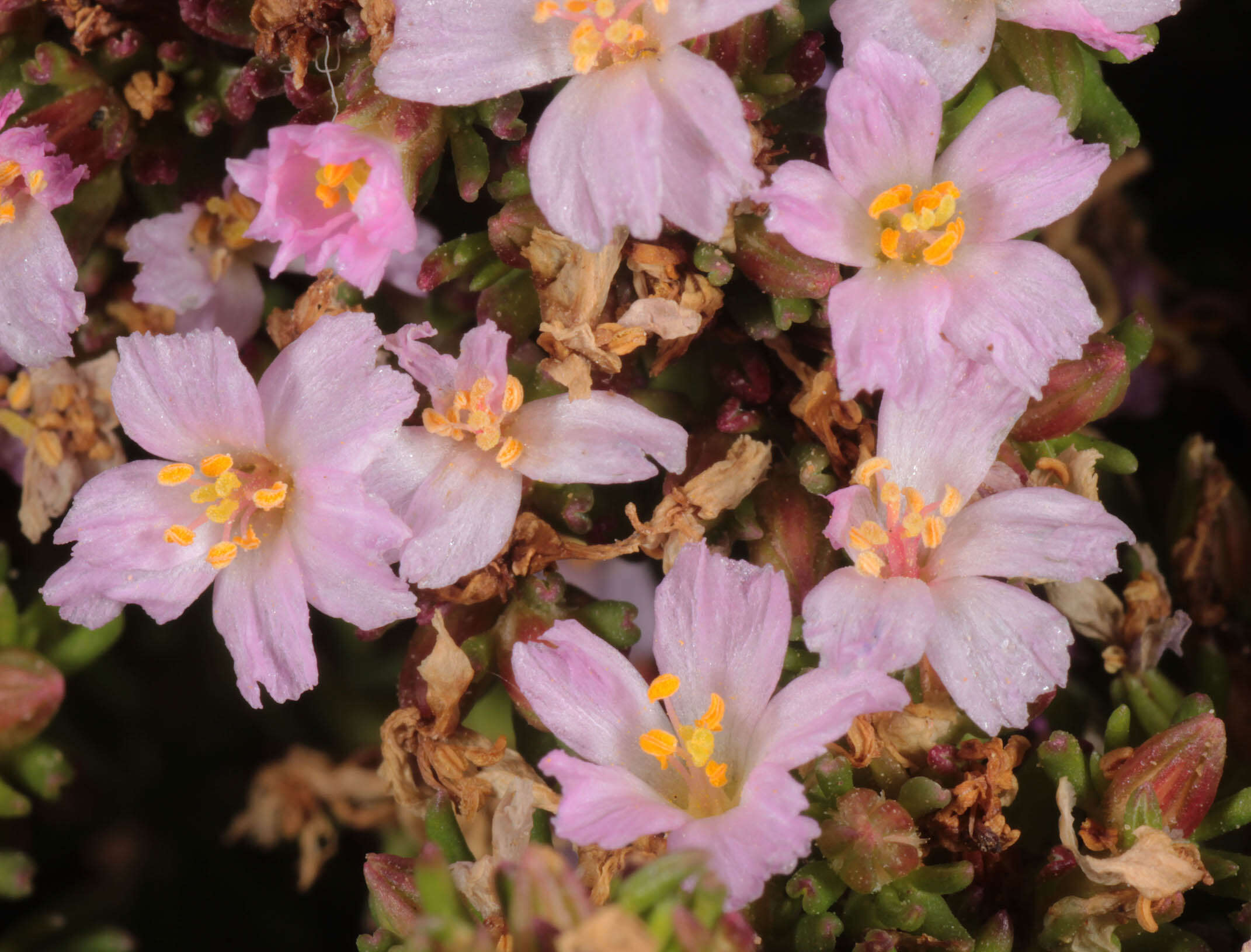 Image of Frankenia laevis L.