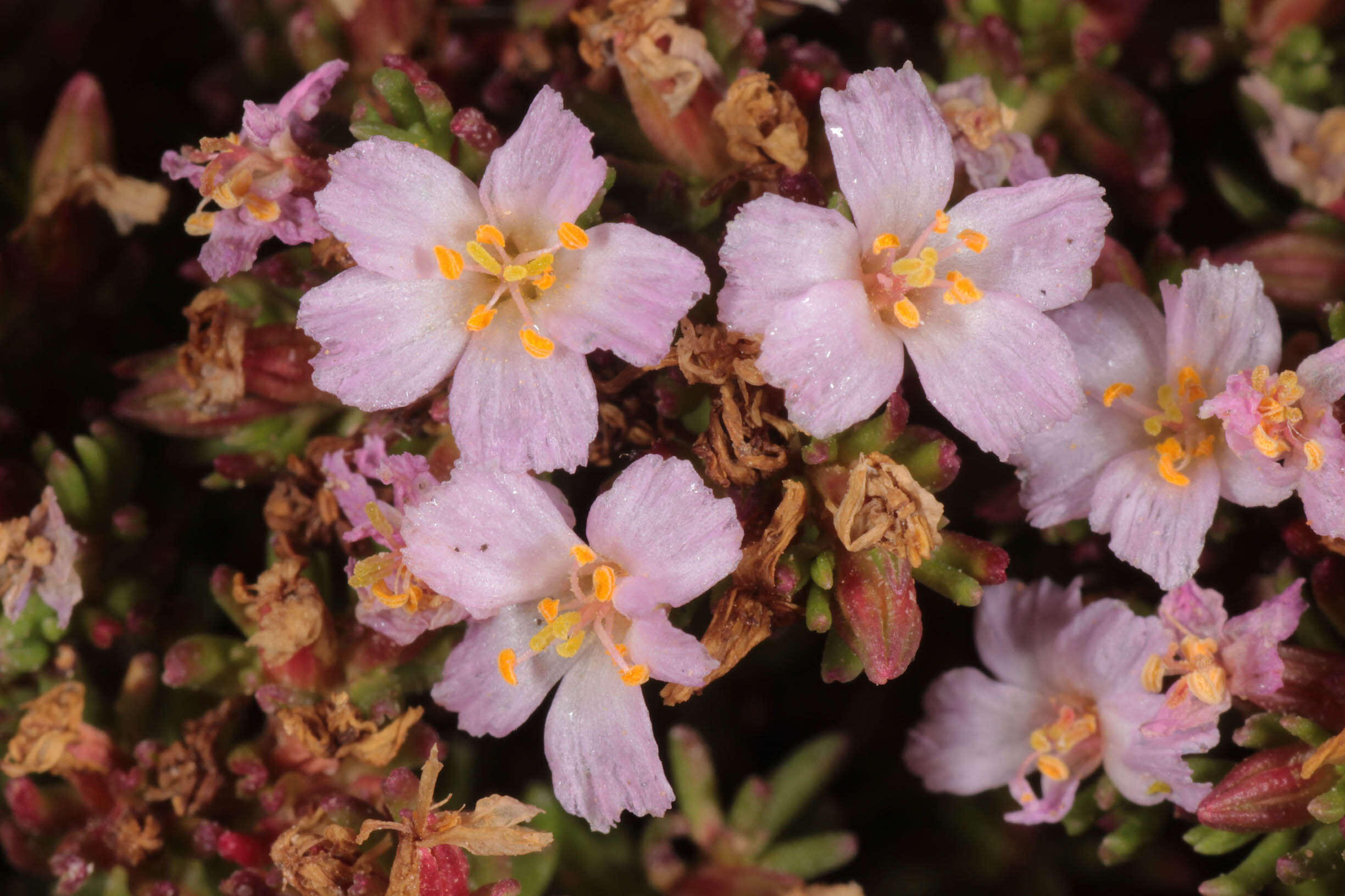 Image of Frankenia laevis L.