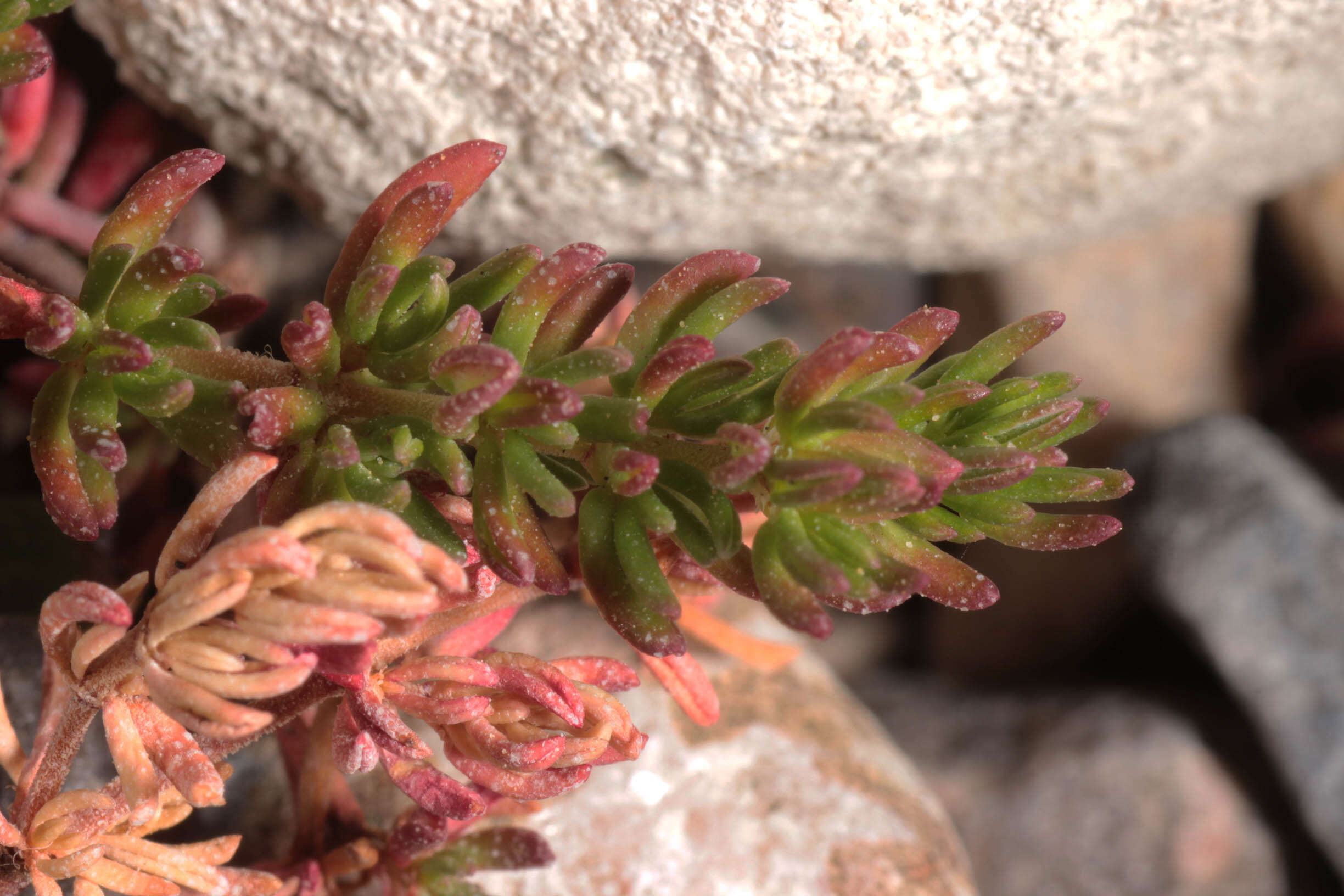 Image of Frankenia laevis L.