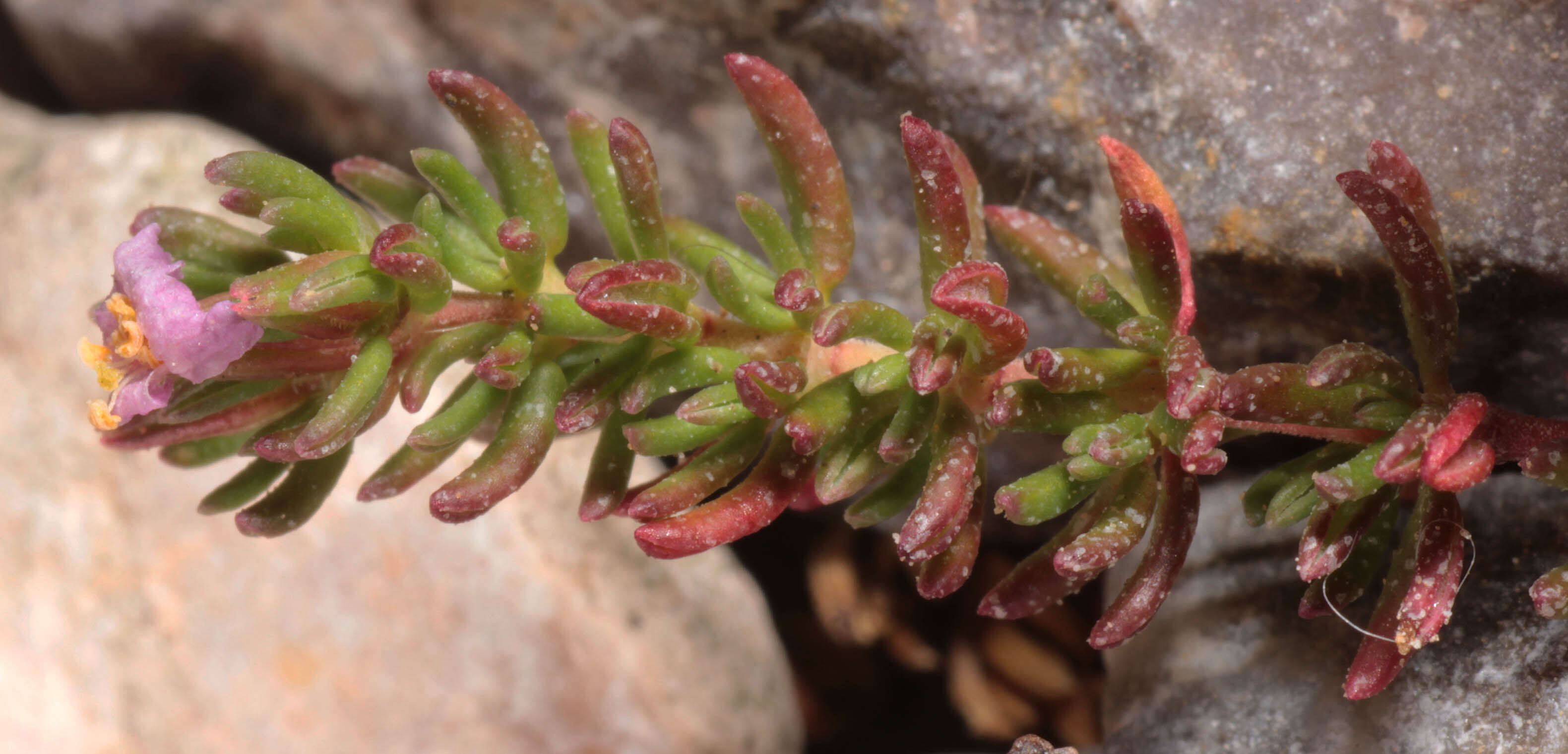 Image of Frankenia laevis L.