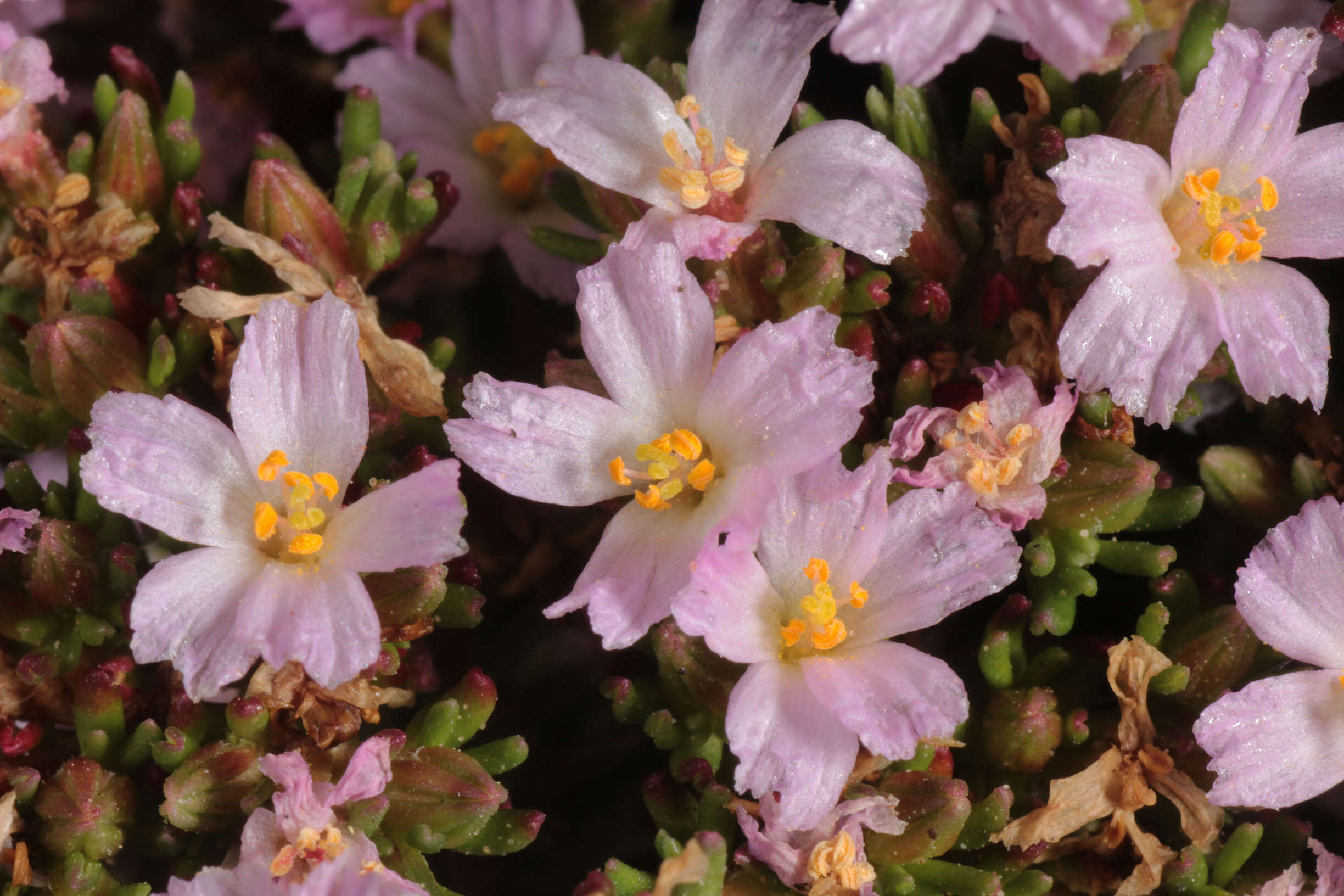 Image of Frankenia laevis L.