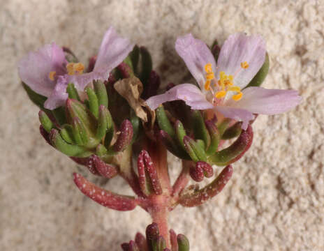 Image of Frankenia laevis L.