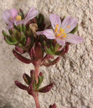 Image of Frankenia laevis L.