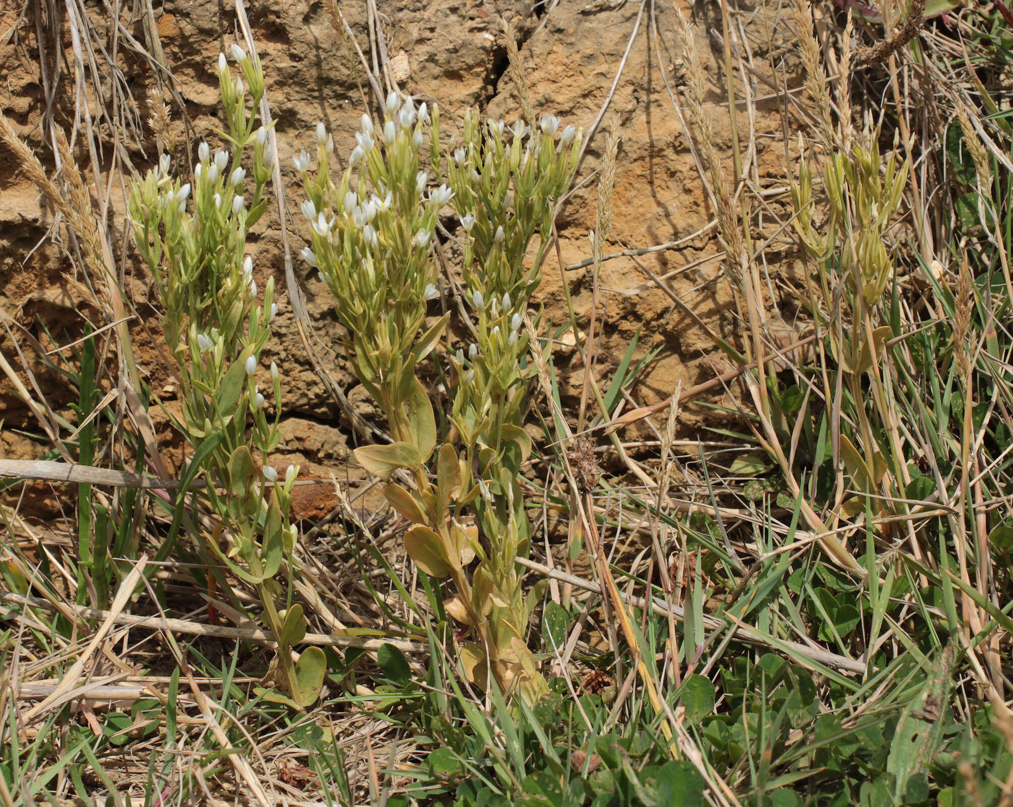 Image of slender centaury