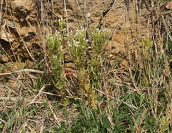 Image of slender centaury