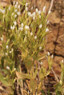 Image of slender centaury