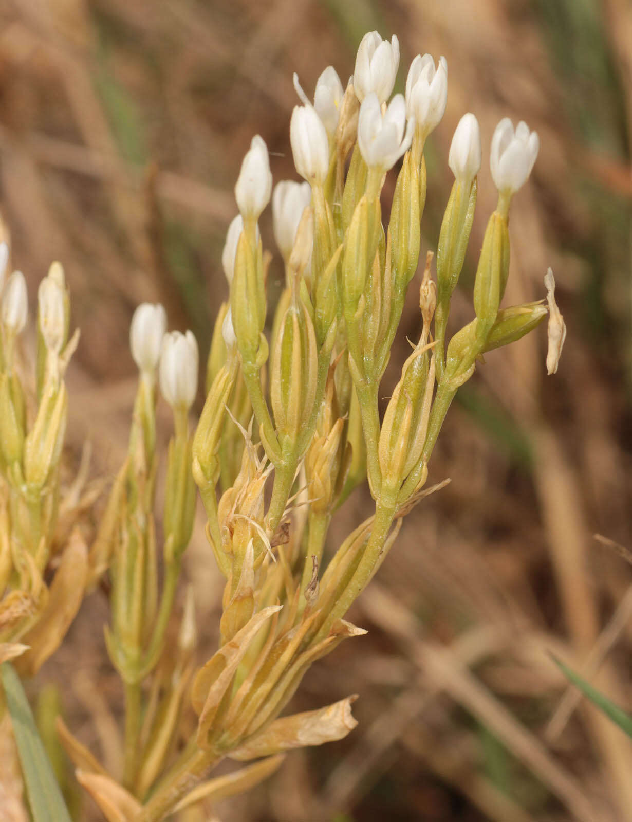 Image of slender centaury