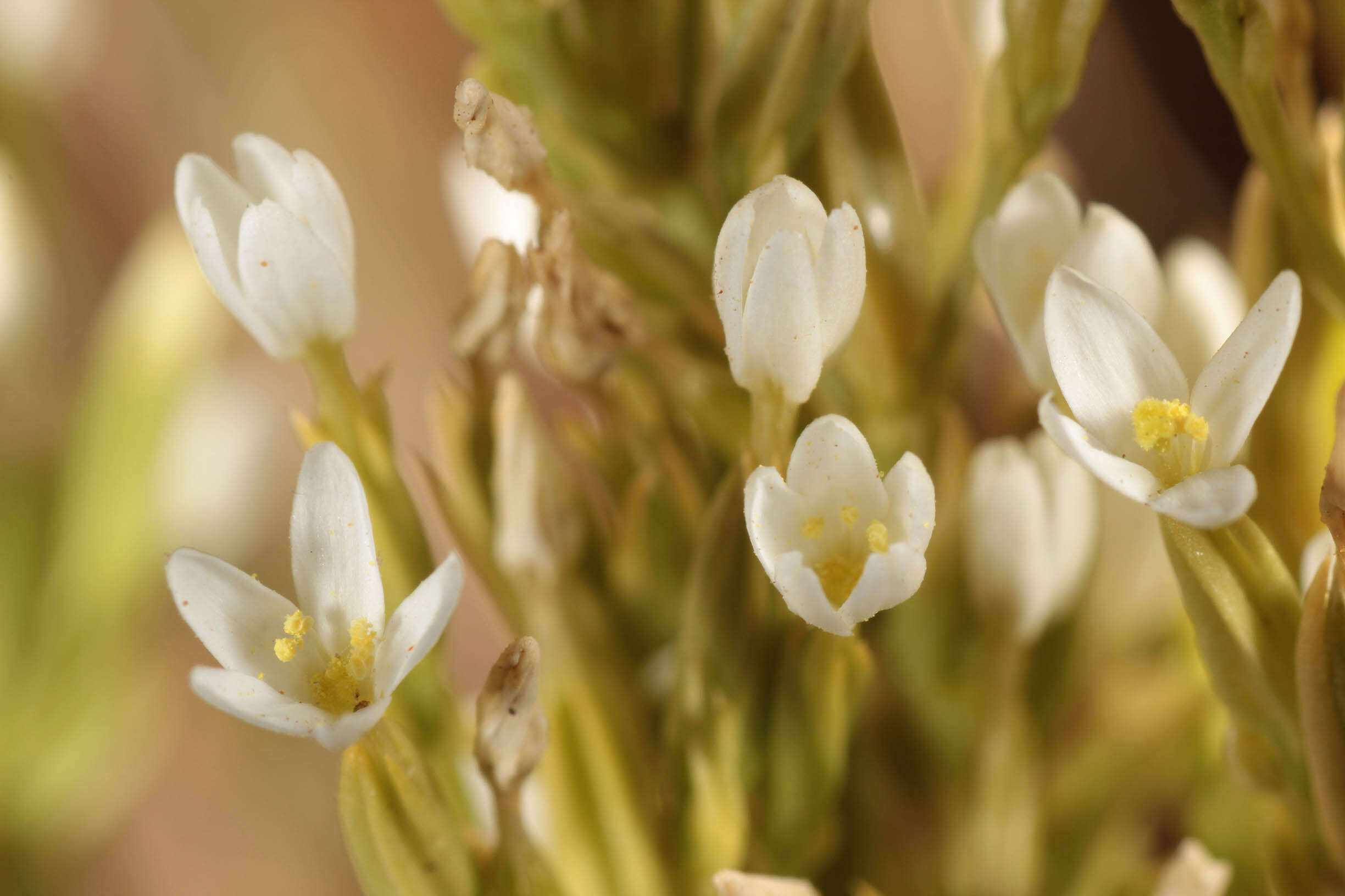 Image of slender centaury