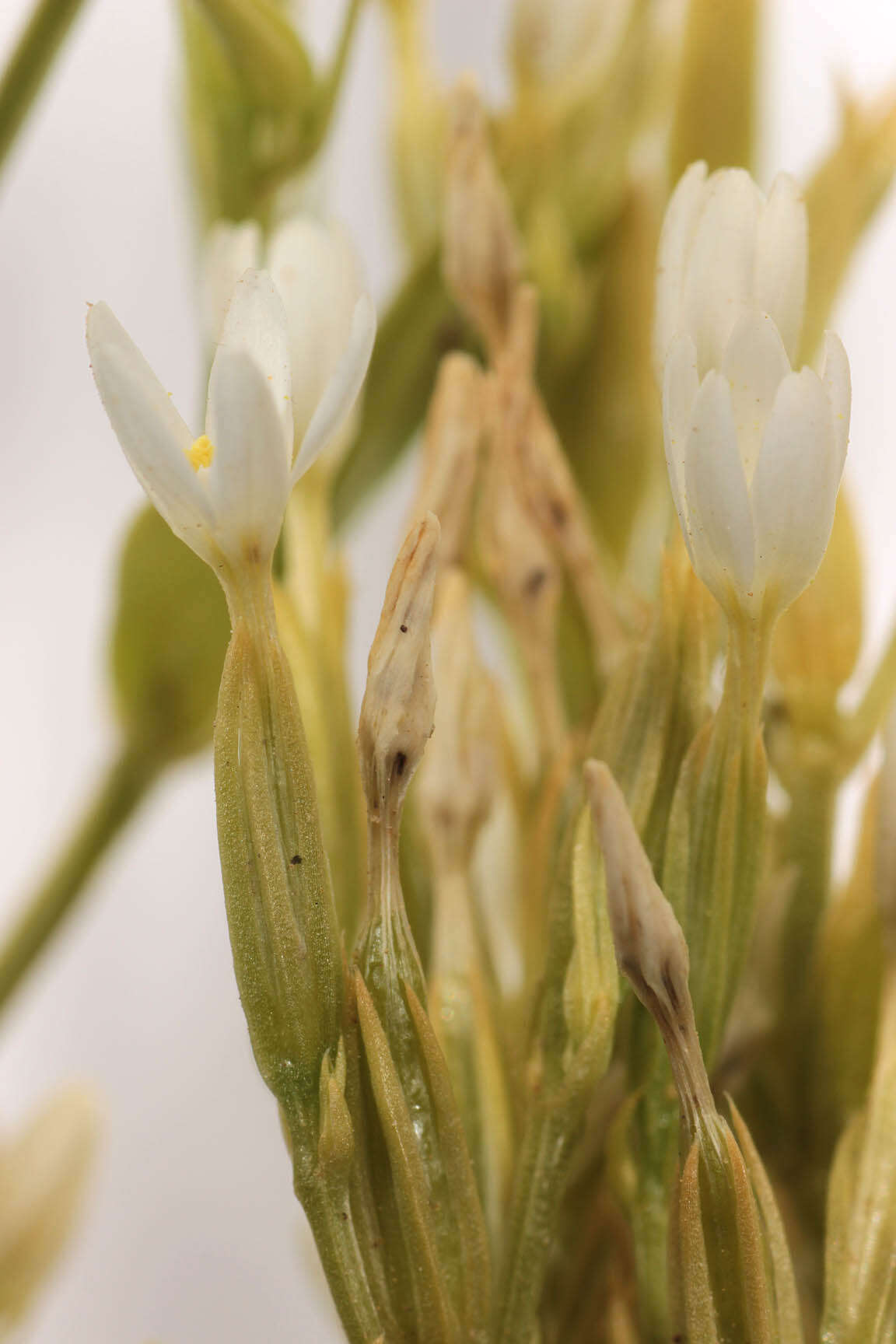 Image of slender centaury