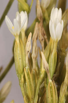 Image of slender centaury