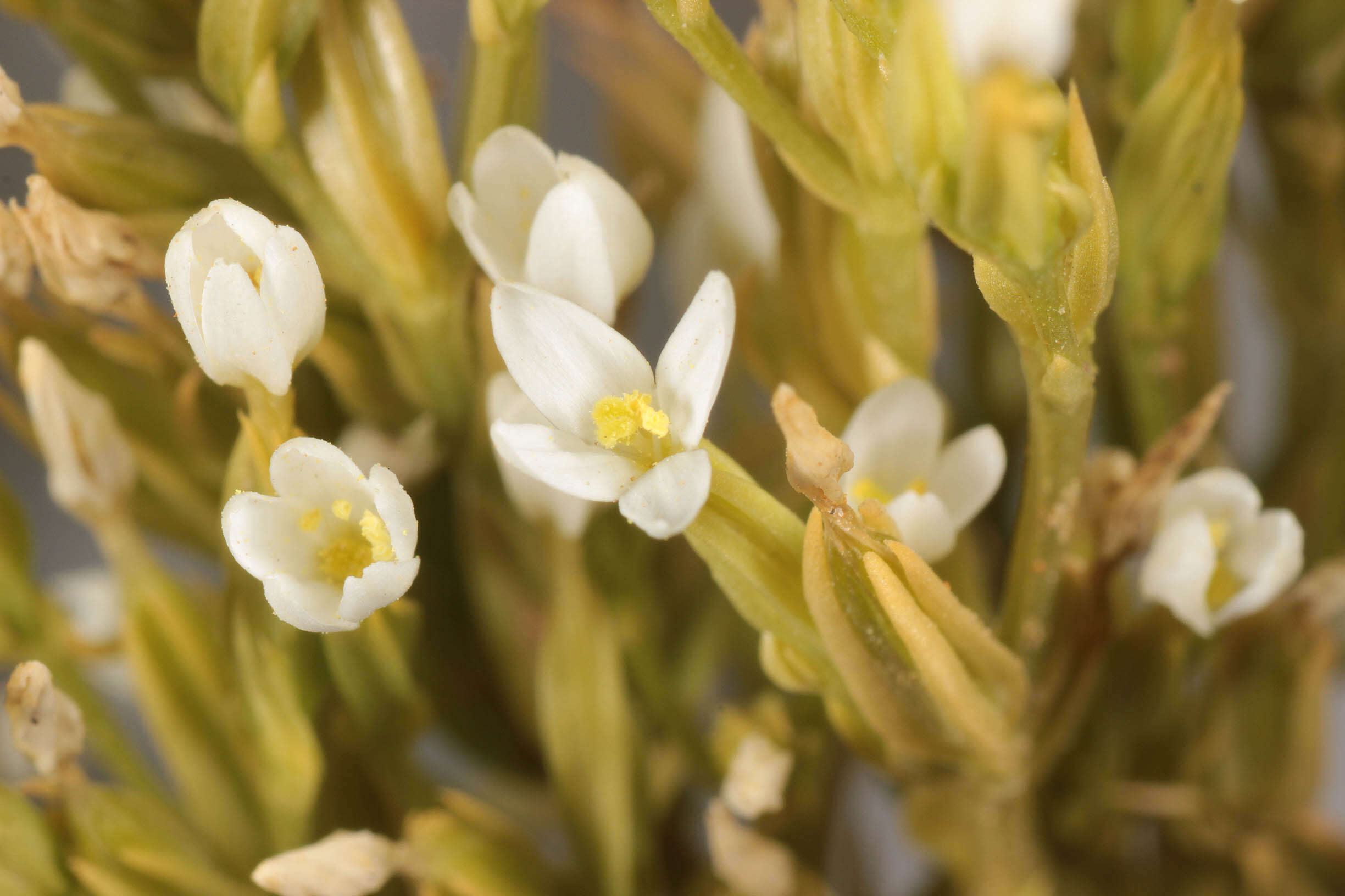 Image of slender centaury