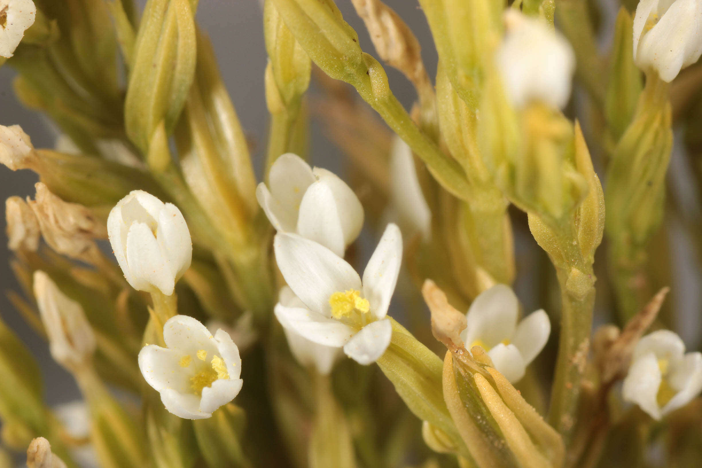 Image of slender centaury