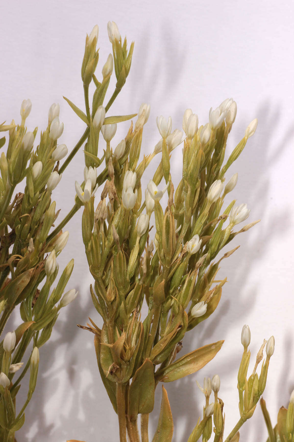 Image of slender centaury