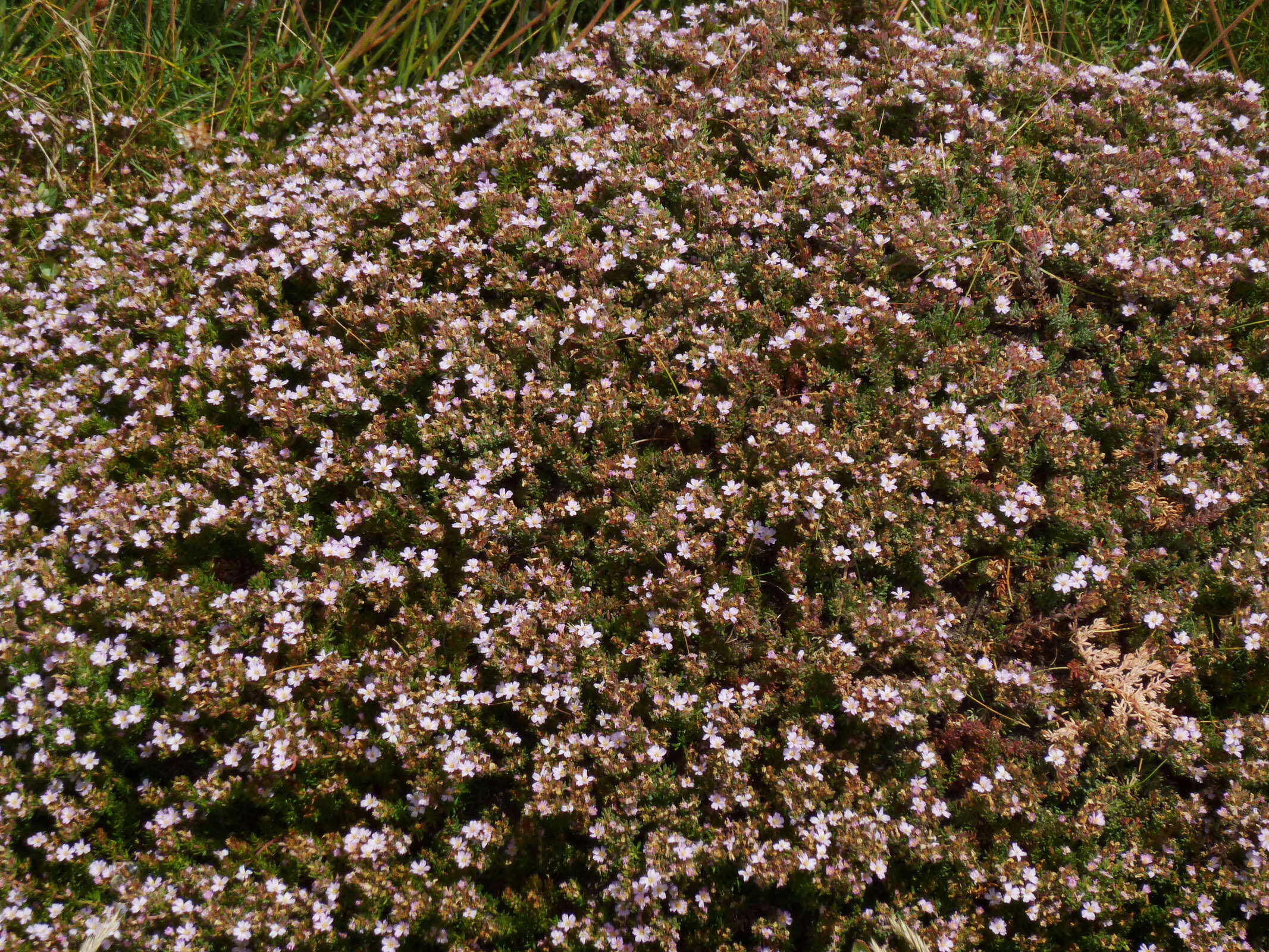 Image of Frankenia laevis L.