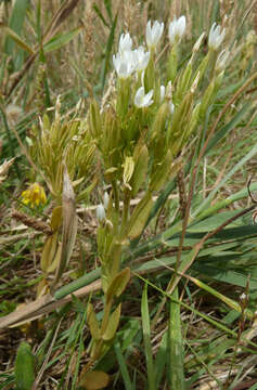 Image of slender centaury