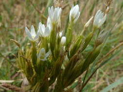 Image of slender centaury