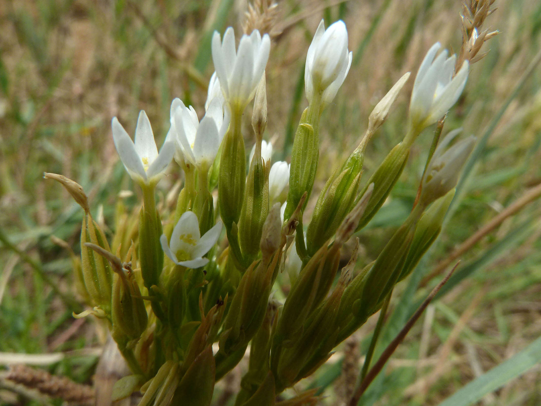 Image of slender centaury