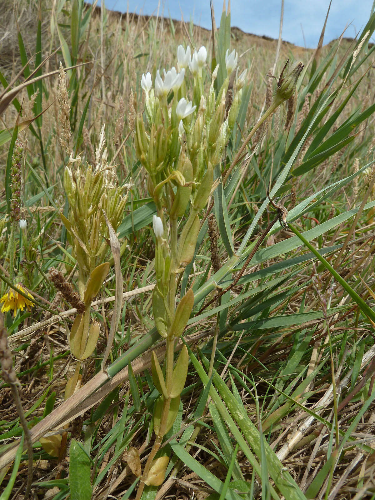 Image of slender centaury