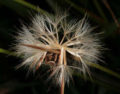 Image of Scorzonera humilis L.