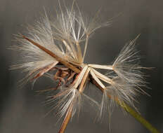 Image of Scorzonera humilis L.