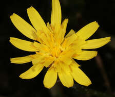 Image of Scorzonera humilis L.