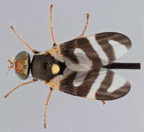 Image de Urophora quadrifasciata (Meigen 1826)