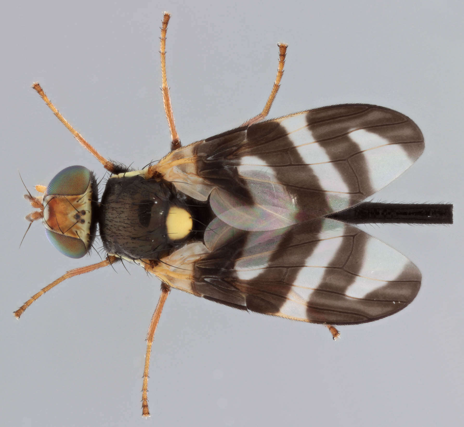 Image de Urophora quadrifasciata (Meigen 1826)