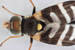 Image de Urophora quadrifasciata (Meigen 1826)