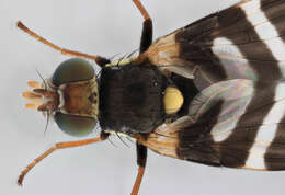 Image de Urophora quadrifasciata (Meigen 1826)