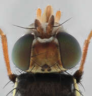 Image de Urophora quadrifasciata (Meigen 1826)